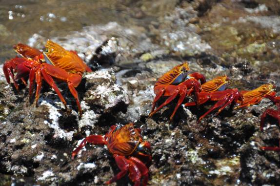 Caranguejos na Ilha de San Bartolomeu (próxima a Isla de Santiago), em Galápagos